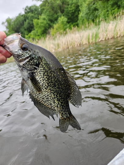 Black Crappie