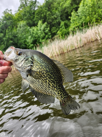 Black Crappie