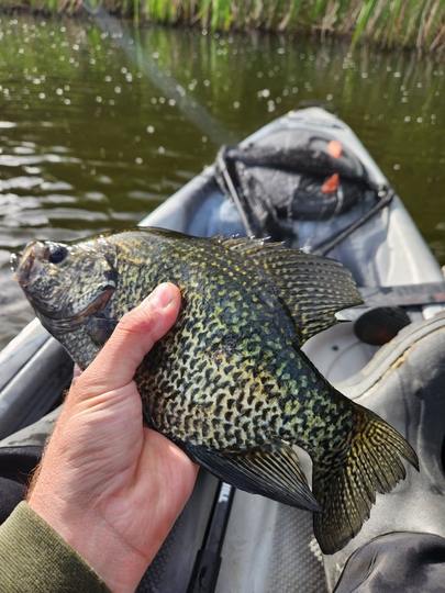 Black Crappie