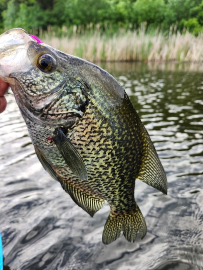 Black Crappie