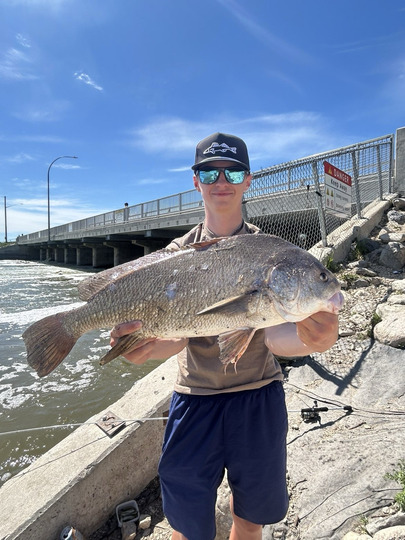 Freshwater Drum