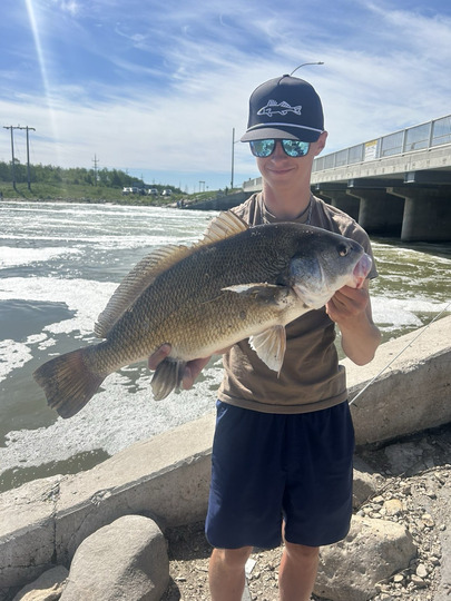 Freshwater Drum