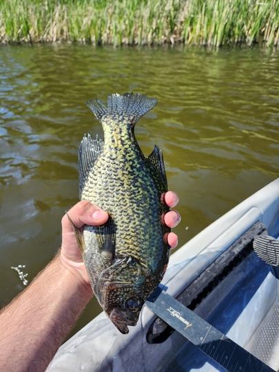 Black Crappie