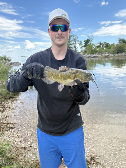 Bullhead