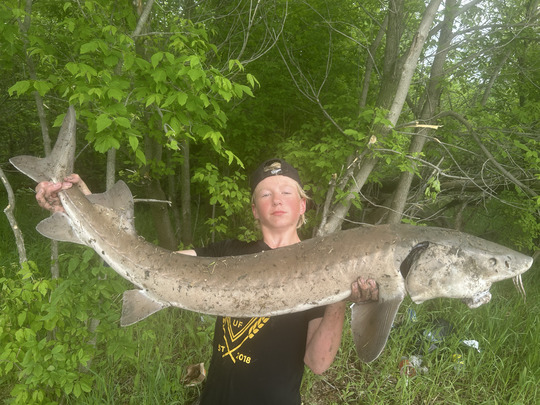 Lake Sturgeon
