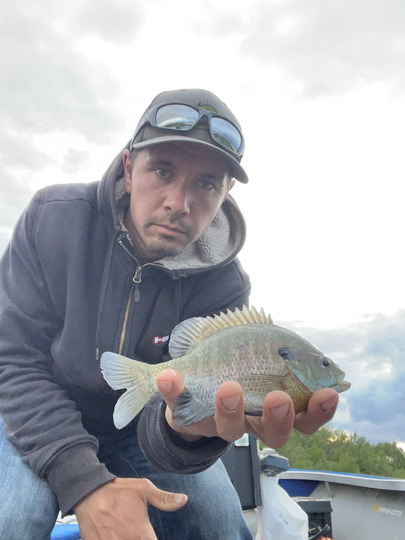 Sunfish