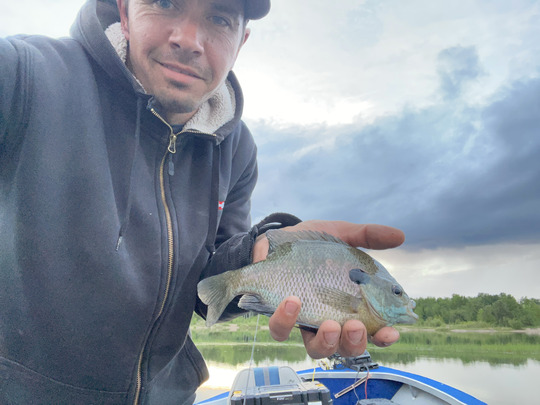Sunfish