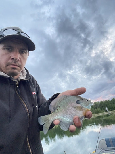 Sunfish