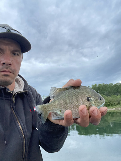 Sunfish