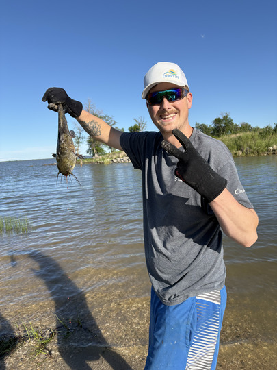 Bullhead