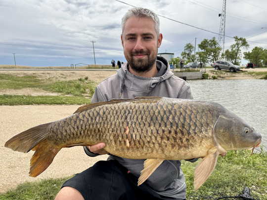 Common Carp