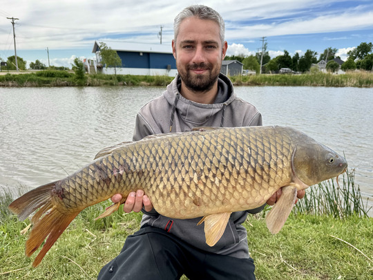 Common Carp