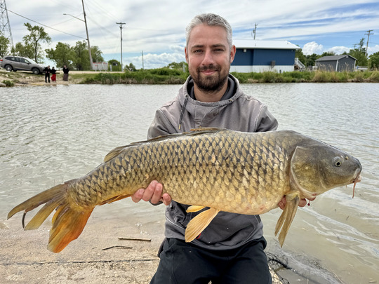 Common Carp