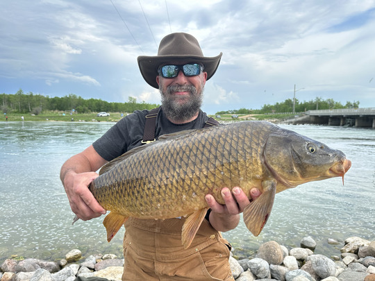 Common Carp