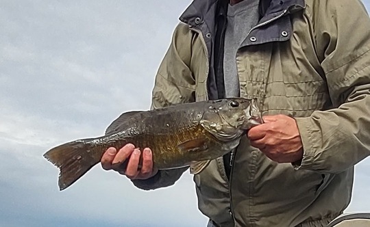 Smallmouth Bass