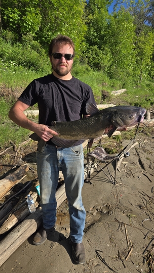 Channel Catfish
