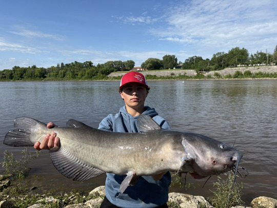 Channel Catfish