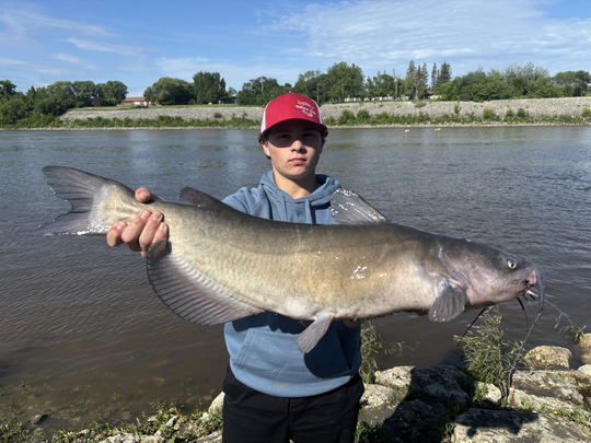 Channel Catfish