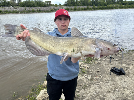 Channel Catfish