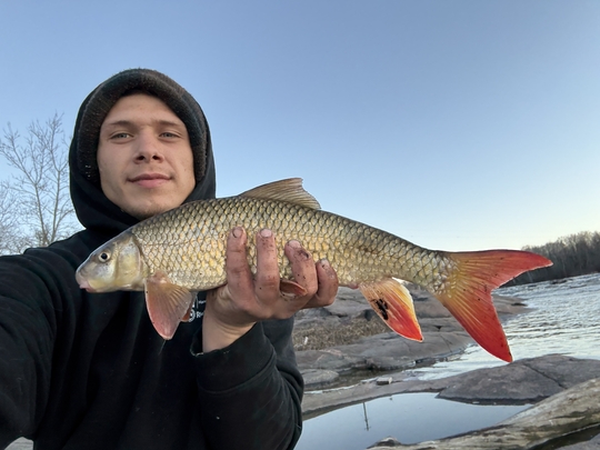 Sucker