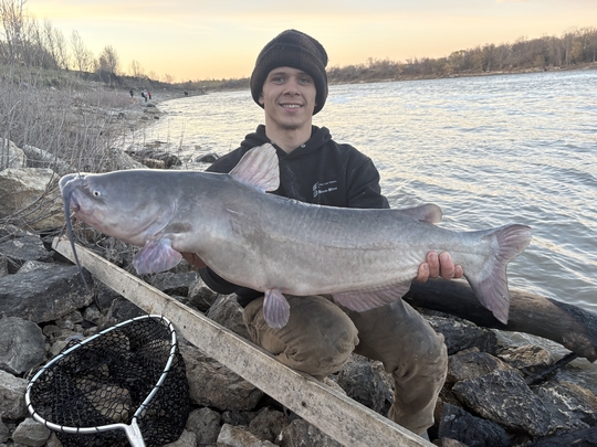 Channel Catfish