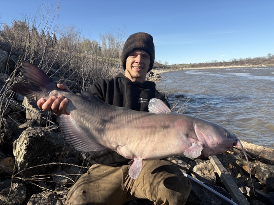 Channel Catfish