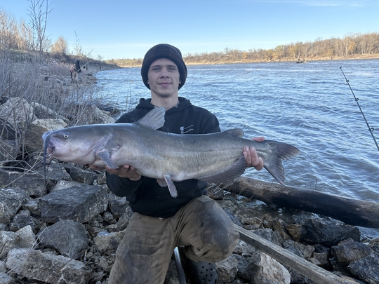 Channel Catfish