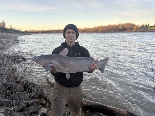 Channel Catfish