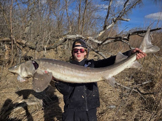 Lake Sturgeon
