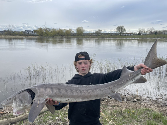 Lake Sturgeon