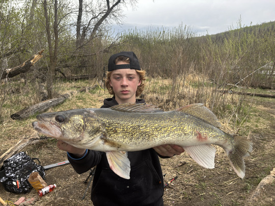Walleye