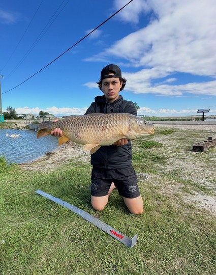 Common Carp