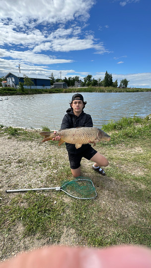 Common Carp