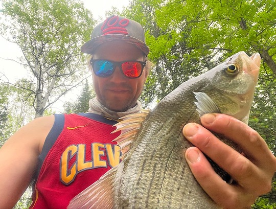 White Bass