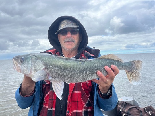 Walleye