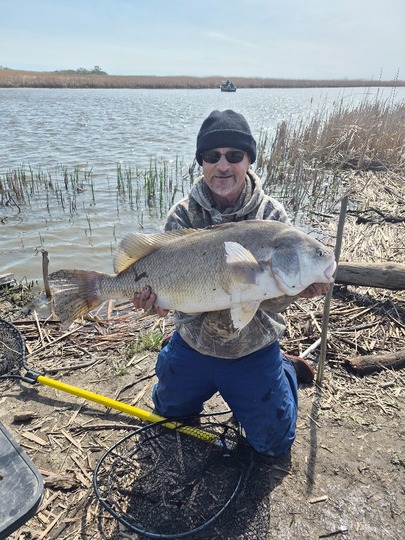 Freshwater Drum