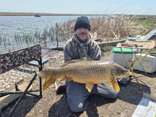 Common Carp