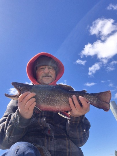 Brook Trout