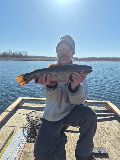 Brook Trout