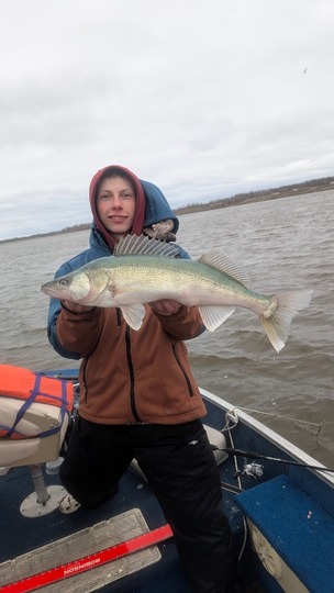 Walleye
