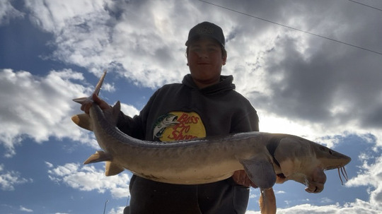 Lake Sturgeon