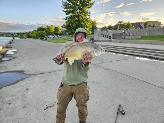Freshwater Drum