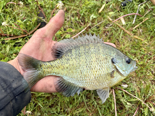 Sunfish