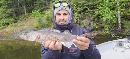 Sauger