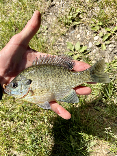 Sunfish