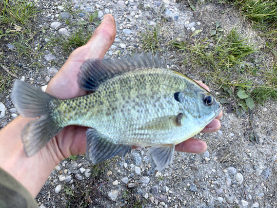 Sunfish