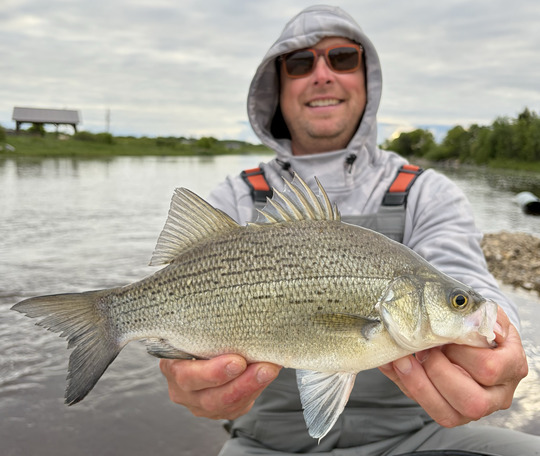 White Bass
