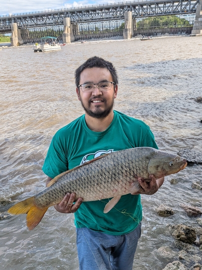 Common Carp