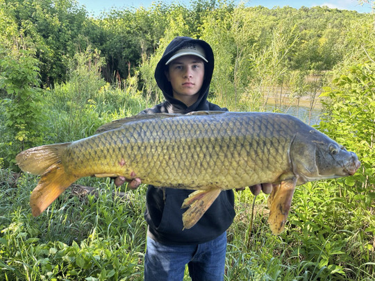 Common Carp