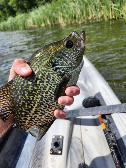 Black Crappie